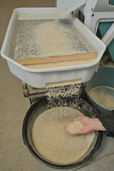 rice sorting through mesh container into basin, cleaning stage in small-scale processing