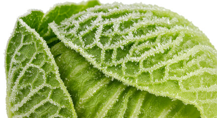 Frozen Leaf Edges: Intricate Ice Crystals on Green Leaf Veins, Macro Detail