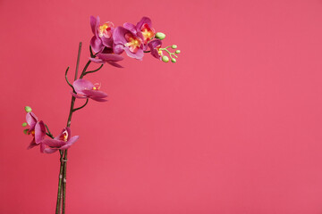Artificial orchid flower on red background