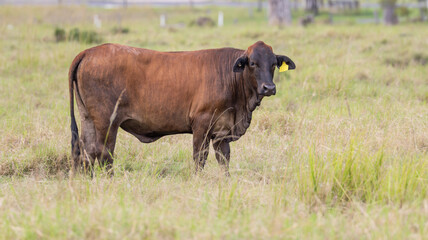 A Brangus cow, a cross between and angus and a brahman cow, bred for hardiness and good beef yield, and standing in a grassy paddock on a cattle farm near Gatton in Queensland, Australia.
