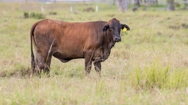 A Brangus cow, a cross between and angus and a brahman cow, bred for hardiness and good beef yield, and standing in a grassy paddock on a cattle farm near Gatton in Queensland, Australia.