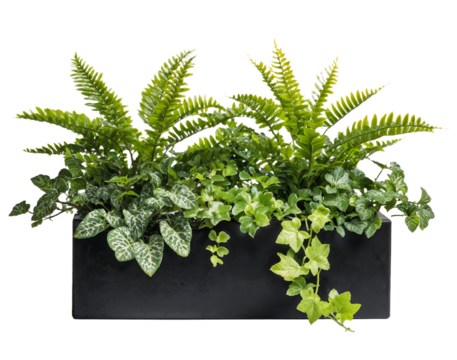 Rectangular black planter filled with assorted green foliage houseplants, including ferns and variegated ivy, isolated on transparent background for gardening, decor, or interior design use