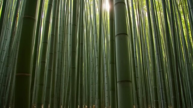 Dense bamboo forest with sunlight filtering through