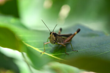 Grasshoppers are sitting on a green leaf.