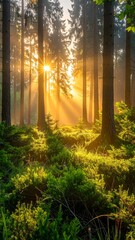 Sun rays stream through trees in a lush, green, sunlit forest