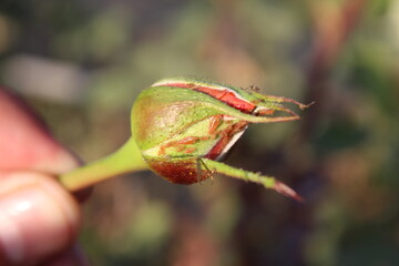 Macrosiphum rosae or Rose aphids on Rose Buds