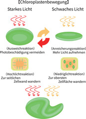 Chloroplast Movement Diagram:Avoidance and Light Accumulation German nobackground