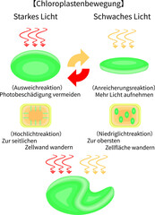 Chloroplast Movement Diagram:Avoidance and Light Accumulation　German nobackground