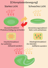 Chloroplast Movement Diagram:Avoidance and Light Accumulation German