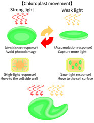 Chloroplast Movement Diagram:Avoidance and Light Accumulation English nobackground
