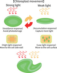 Chloroplast Movement Diagram:Avoidance and Light Accumulation English nobackground