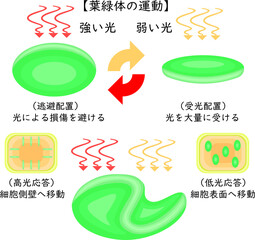 Chloroplast Movement Diagram:Avoidance and Light Accumulation Japanese nobackground