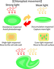 Chloroplast Movement Diagram:Avoidance and Light Accumulation English nobackground
