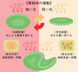 Chloroplast Movement Diagram:Avoidance and Light Accumulation Japanese
