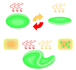 Chloroplast Movement Diagram:Avoidance and Light Accumulation nobackground