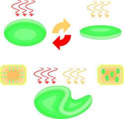 Chloroplast Movement Diagram:Avoidance and Light Accumulation nobackground