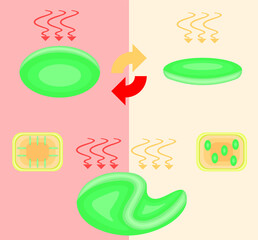 Chloroplast Movement Diagram:Avoidance and Light Accumulation