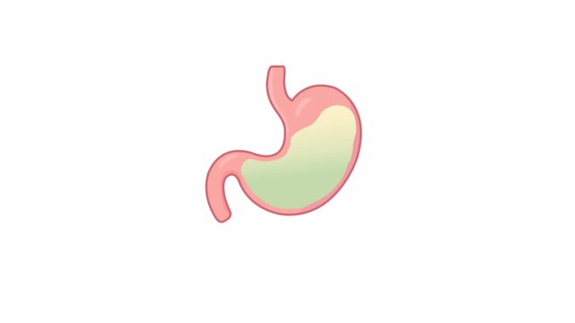 2D flat stomach motion with looping animation and alpha channel, simple vector digestive organ graphic.

