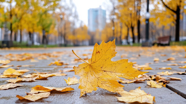 Golden maple leaf on wet park path with autumn trees and city buildings in background - Powered by Adobe