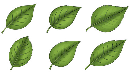 Collection of green leaf illustrations for botanical designs