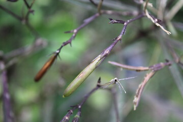 Ruellia simplex, Petunia or Ruellia brittoniana seed heads
