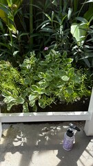 Personal Care Bottle on White Ledge Amidst Lush Green Plants in Sunlight