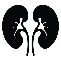 Simple kidney illustration shows human anatomical form and structure with precise black detail
