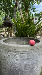 Single Red Apple on Concrete Pot in Sunny Tropical Garden