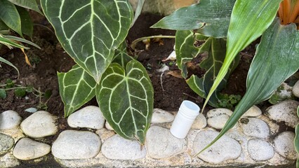 Verdant Tropical Foliage and White Container on a Pebble Path