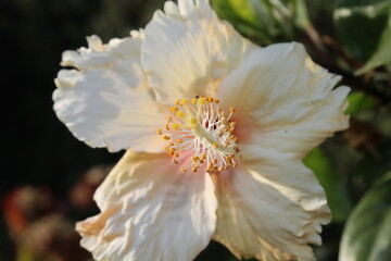 Staminal column or stamen tube of a Hibiscus flower or China Rose