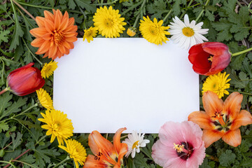 Colorful spring flowers arranged around a white blank space on green grass, forming a beautiful natural background for creative designs