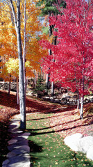Scenic Autumn Landscape with Vibrant Red and Yellow Trees, Stone Path, and Fallen Leaves in a Serene Forest Setting