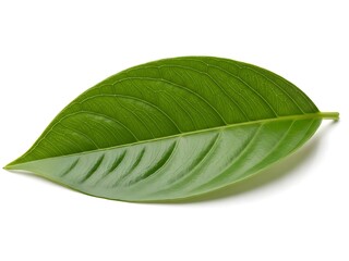 Fototapeta premium Green Cocoa Leaf Isolated on White, Cacao Plant Foliage, Tropical Leaf Botanical Image, Fresh Cocoa Leaf