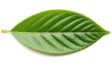 Obraz premium Green Cocoa Leaf Isolated on White, Cacao Plant Foliage, Tropical Leaf Botanical Image, Fresh Cocoa Leaf