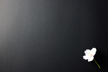 黒背景に桜の花