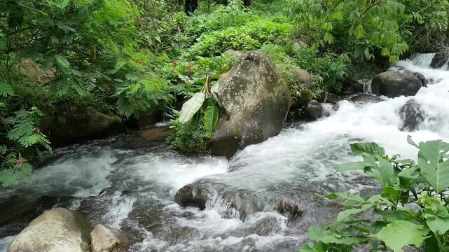 small waterfall in the forest