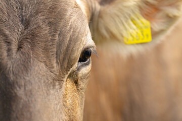 Cow standing in a green pasture. Cow in the Alps field. Livestock grazing in the countryside. Farm life with cattle and calves. Cow in a rural landscape. Ranch with grazing bovine. Dairy cow.