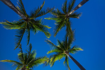 Tropical background. Green tropical palm texture. Palms leaf pattern. Nature tropical background. Summer background. Palm tree on blue sky. Tropical paradise. Exotic palm nature background.