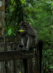 monkey eating banana