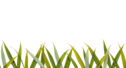 Green grass blades isolated on transparent background