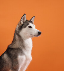 A Siberian Husky sits attentively, gazing forward with curiosity against an orange background. The scene captures the dog's sharp features and intelligent expression.