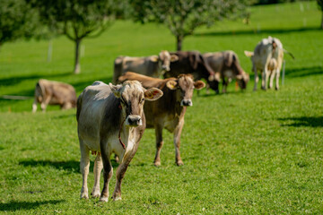 Cows grazing in pasture. Herd of cattle. Livestock cow feeding on green grass. Grazing cows pasture on grassy field. Cattle on farm. Grazing cows on nature. Open pasture with cows. Cattle herd.