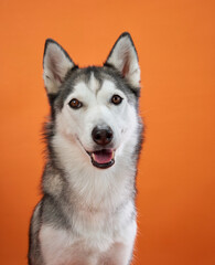 A joyful Siberian Husky with an open smile poses against an orange background, exuding positivity. The vibrant scene highlights the dog cheerful personality and playful spirit.