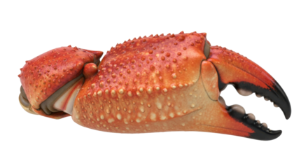 Close-up of a large, orange crab claw, showcasing its textured surface and sharp pincers.