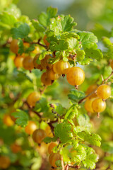 Close-up of ripe yellow gooseberry.