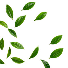 Seamless vector pattern of natural green foliage and leaves set on a white background for eco-friendly design elements