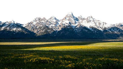 Fototapeta premium Snow-capped mountains rise behind a vibrant field of yellow wildflowers under a clear sky