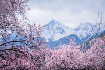 Snowcapped Peaks and Blooming Peach Blossoms in Bomi, Tibet Spring © Ngo