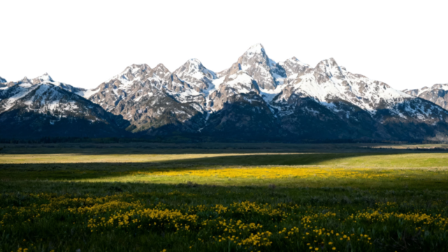 Snow-capped mountains rise behind a vibrant field of yellow wildflowers under a clear sky - Powered by Adobe