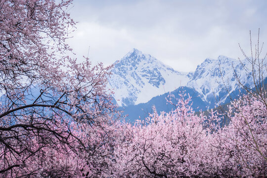 Snowcapped Peaks and Blooming Peach Blossoms in Bomi, Tibet Spring